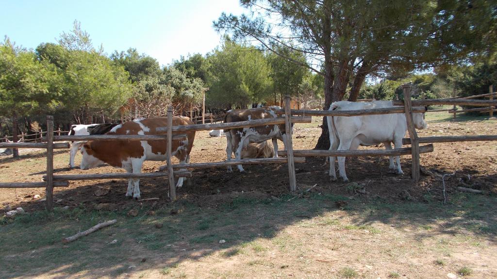 Guest House Accommodation Rupine Premantura Exterior foto
