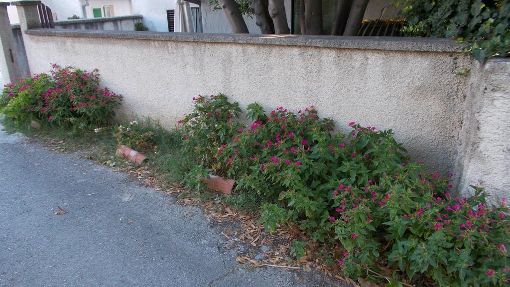 Guest House Accommodation Rupine Premantura Exterior foto